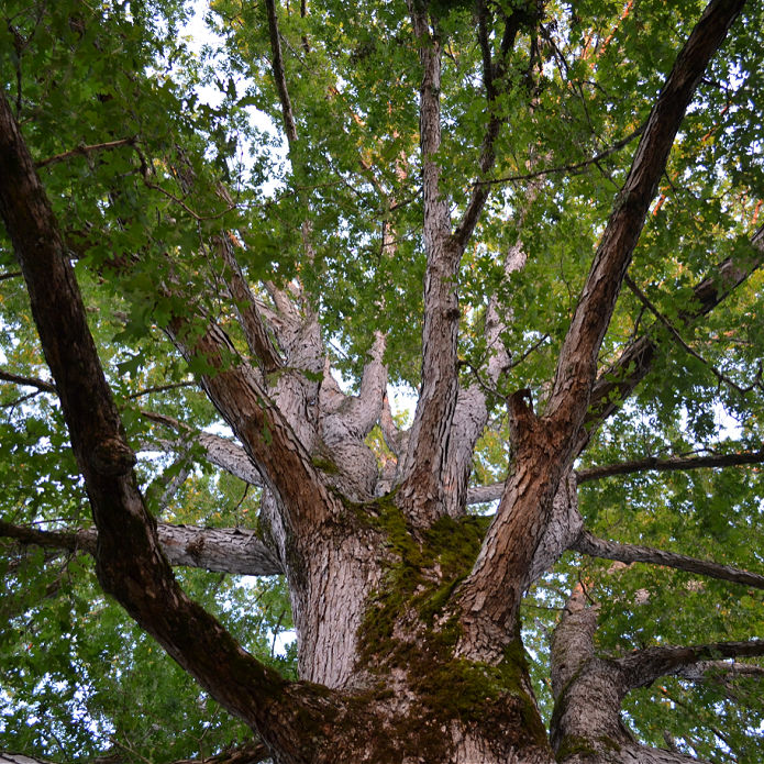 White Oak - Image 3