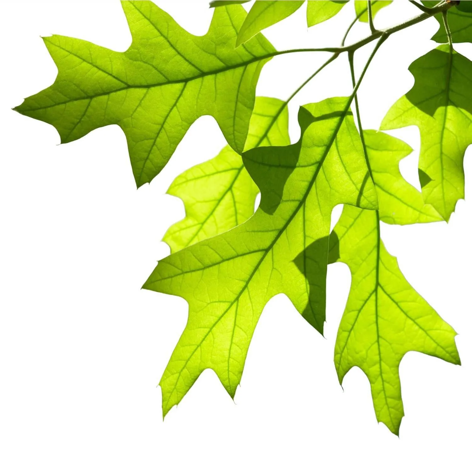 White Oak - Image 5