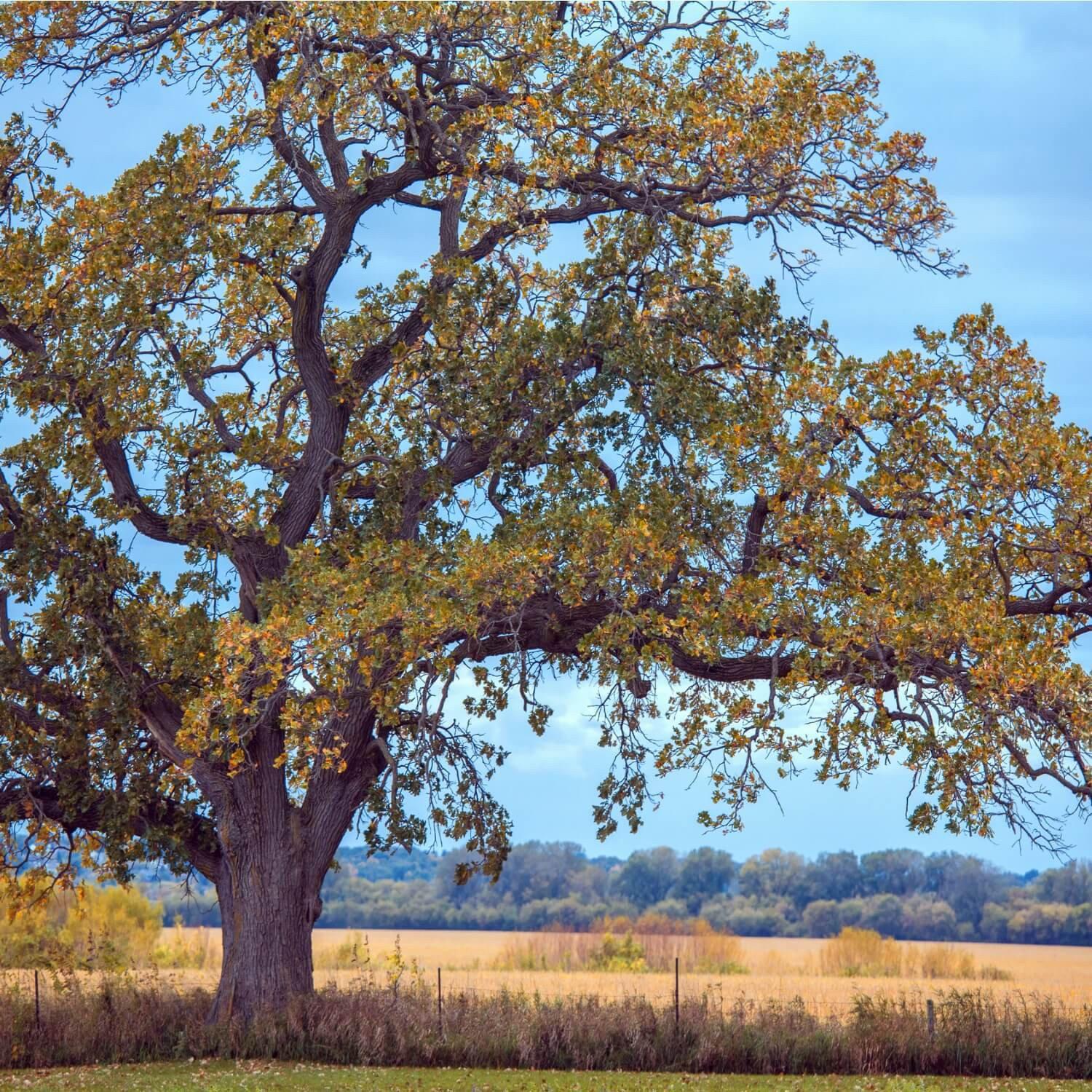 White Oak - Image 3