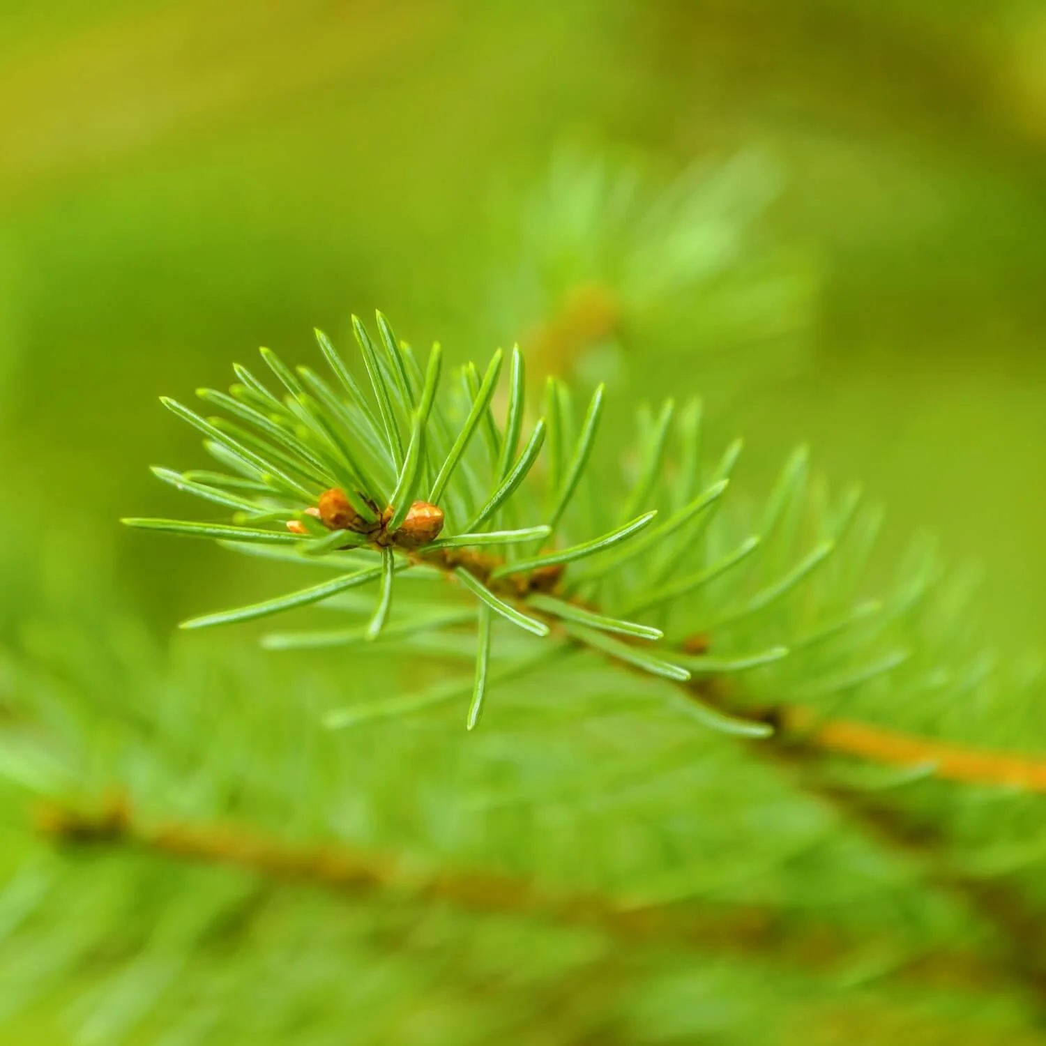 White Spruce - Image 3