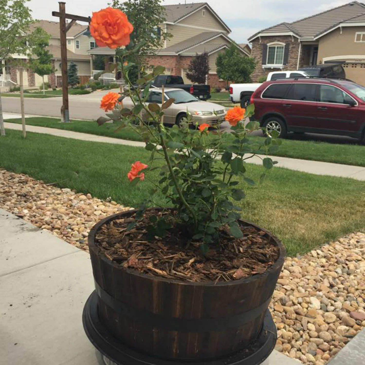 Living Urn BioUrn® - System Only (use with your own tree, plant or flowers) - Image 3
